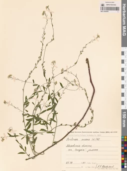 MAG 0006699