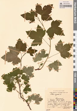 MAG 0010454