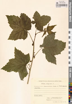 MAG 0010455