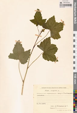 MAG 0010456