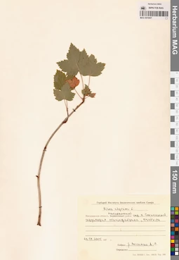 MAG 0010457