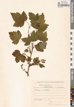 MAG 0010458