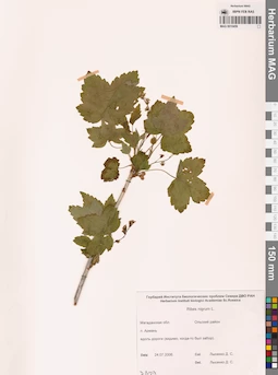 MAG 0010459