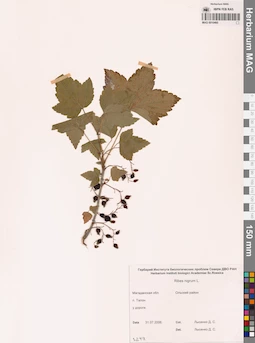 MAG 0010460