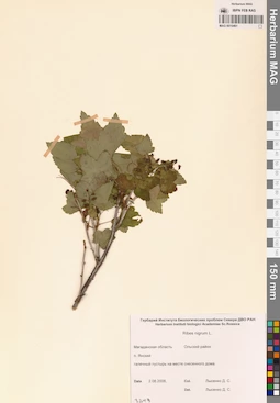 MAG 0010461