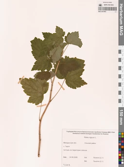 MAG 0010463