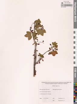 MAG 0010464