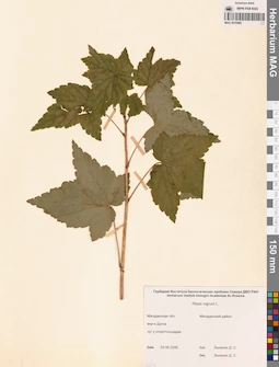 MAG 0010466