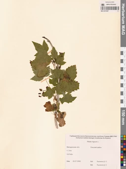 MAG 0010467