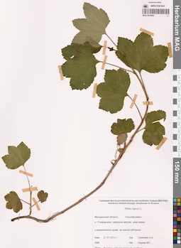 MAG 0010468
