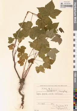 MAG 0010469