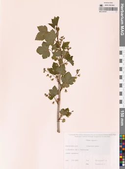 MAG 0010471