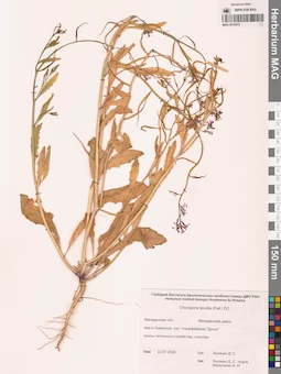 MAG 0010472