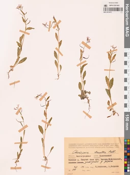 MAG 0010473