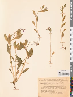 MAG 0010474