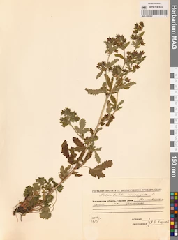 MAG 0006502