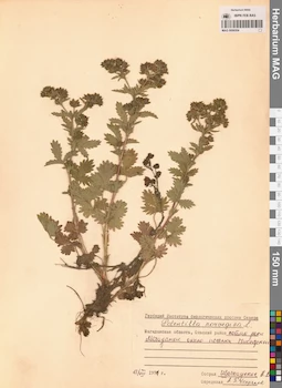 MAG 0006504