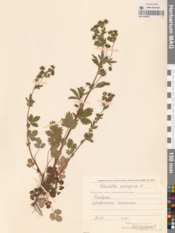 MAG 0006505