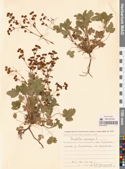 MAG 0006515