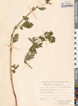 MAG 0006517