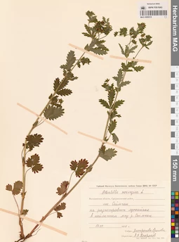 MAG 0006518