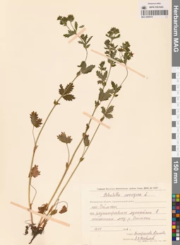 MAG 0006519