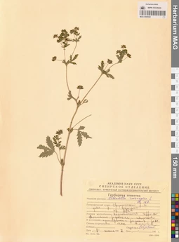 MAG 0006520