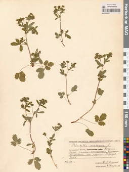 MAG 0006521