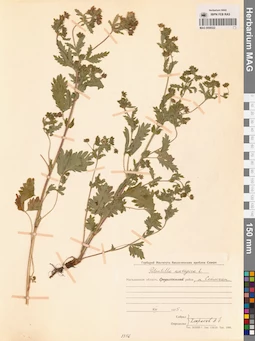 MAG 0006522