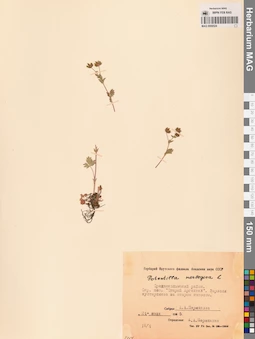 MAG 0006524