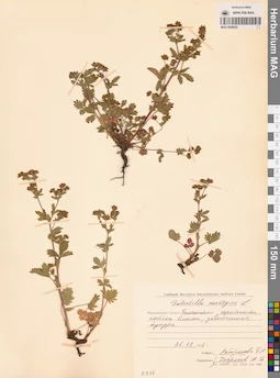 MAG 0006525