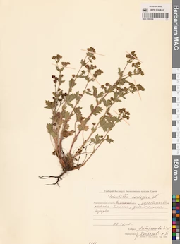 MAG 0006526