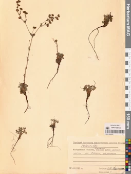 MAG 0006527
