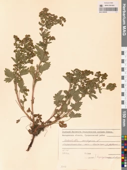 MAG 0006529