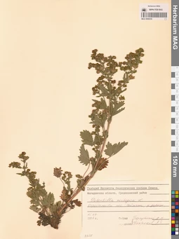 MAG 0006530