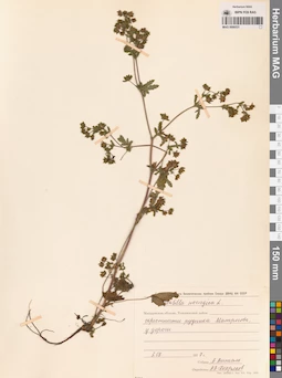 MAG 0006531
