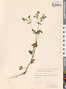 MAG 0006532