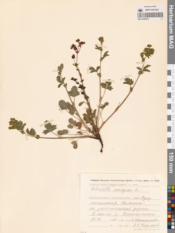 MAG 0006534