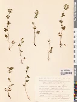 MAG 0006535
