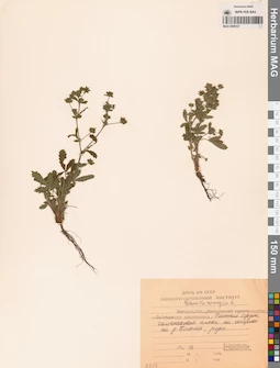 MAG 0006537