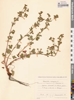 MAG 0006538