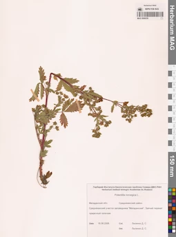 MAG 0006539