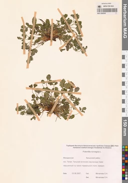 MAG 0006540