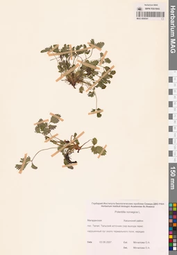 MAG 0006541