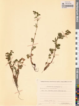 MAG 0006542
