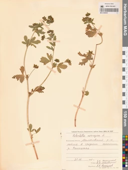 MAG 0006543