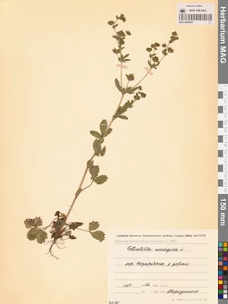 MAG 0006544
