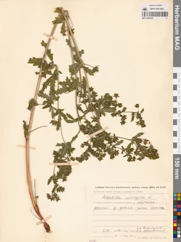 MAG 0006545