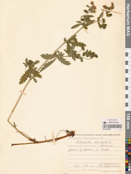 MAG 0006546