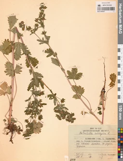 MAG 0006547
